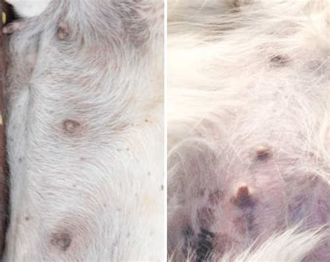 dog nipple discharge not pregnant|Why, if my dog is not pregnant, are his nipples。